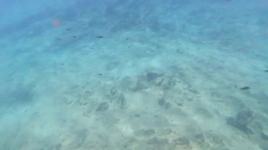 Akdeniz 'de güneş ışığıyla yüzeye çıkan balık sürüsü. Sarpa salpa, Sicilya, Trapani, İtalya.