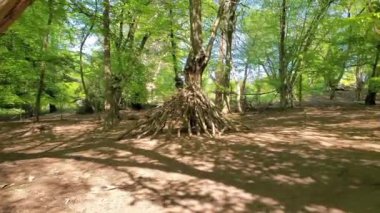 Sevimli kız yaz günü Epping Forest, Loughton, Londra 'da salıncakta eğleniyor.