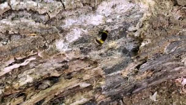 Hommel kruipt op een stam van een boom, in Epping Forest, Loughton, Londen — Stockvideo