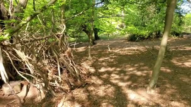 Un tir mouvant à travers les arbres à Epping Forest, Loughton, Londres 