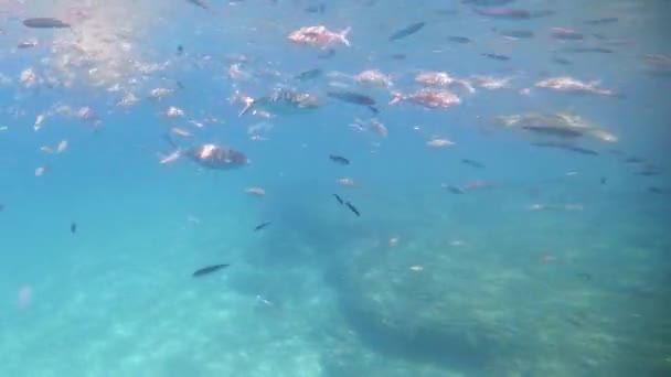 Escuela de peces con luz solar a través de la superficie bajo el agua en el mar Mediterráneo, besugo Sarpa salpa, Sicilia, Trapani, Italia — Vídeo de stock