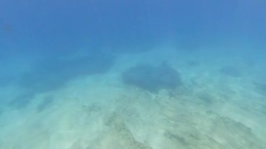 Akdeniz 'de güneş ışığıyla yüzeye çıkan balık sürüsü. Sarpa salpa, Sicilya, Trapani, İtalya.