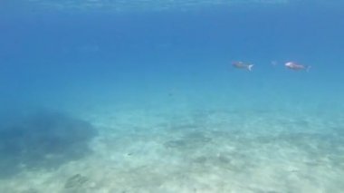 Akdeniz 'de güneş ışığıyla yüzeye çıkan balık sürüsü. Sarpa salpa, Sicilya, Trapani, İtalya.