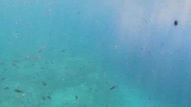 Akdeniz 'de güneş ışığıyla yüzeye çıkan balık sürüsü. Sarpa salpa, Sicilya, Trapani, İtalya.