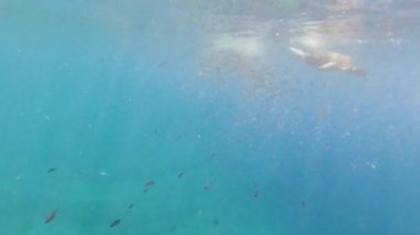 Akdeniz 'de güneş ışığıyla yüzeye çıkan balık sürüsü. Sarpa salpa, Sicilya, Trapani, İtalya.