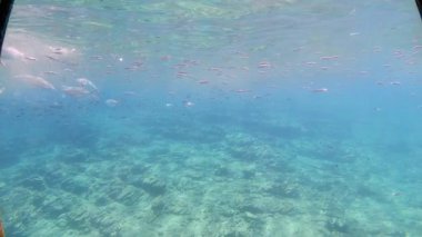 Akdeniz 'de güneş ışığıyla yüzeye çıkan balık sürüsü. Sarpa salpa, Sicilya, Trapani, İtalya.