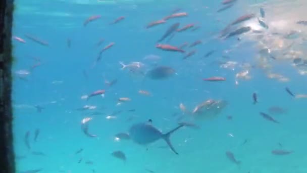 Escuela de peces con luz solar a través de la superficie bajo el agua en el mar Mediterráneo, besugo Sarpa salpa, Sicilia, Trapani, Italia — Vídeos de Stock
