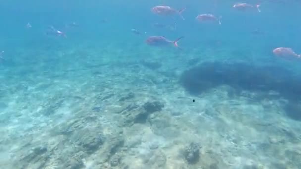 School of fish with sunlight through surface underwater in the Mediterranean sea, sea breams Sarpa salpa, Sicily, Trapani, Italy — Stock Video