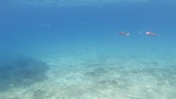 Ecole de poissons avec lumière du soleil à travers la surface sous-marine dans la mer Méditerranée, daurades Sarpa salpa, Sicile, Trapani, Italie — Video