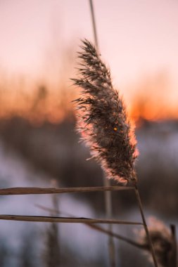 Günbatımında yalnız sazlıklar