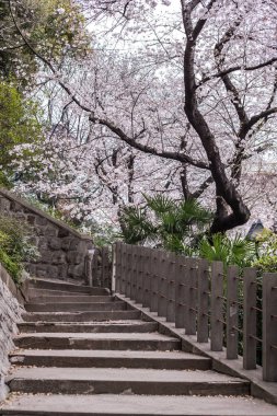 Sakura kiraz çiçeği Asukayama parkında çiçek açmış.