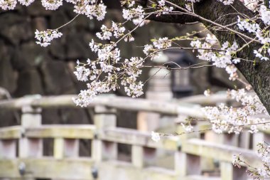 Sakura kiraz çiçeği Asukayama parkında çiçek açmış.
