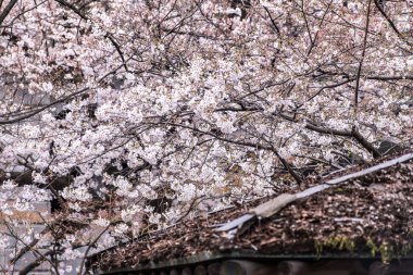 Sakura kiraz çiçeği Asukayama parkında çiçek açmış.