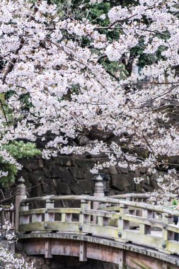 Sakura kiraz çiçeği Asukayama parkında çiçek açmış.