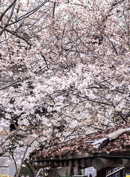 Sakura cherry blossom full bloom at Asukayama park — Stock Photo, Image