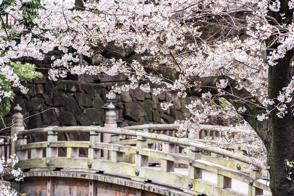 Sakura cseresznyevirág virágzik az Asukayama parkban. — Stock Fotó