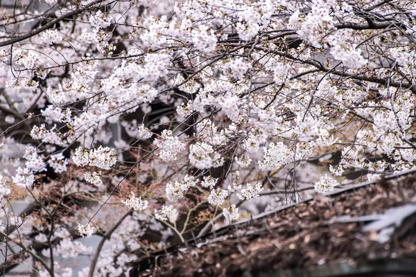 Sakura cherry blossom full bloom at Asukayama park — Stock Photo, Image