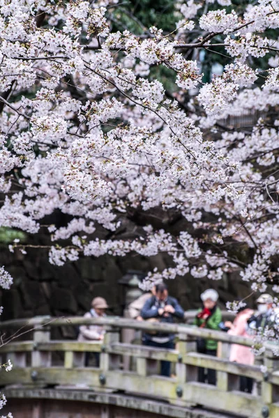 Sakura άνθη κερασιάς πλήρη άνθιση στο πάρκο Asukayama — Φωτογραφία Αρχείου