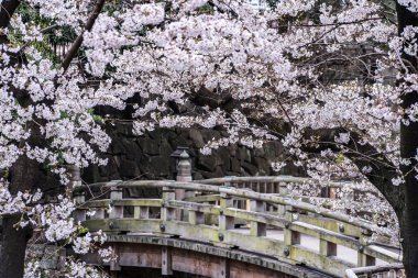 Sakura kiraz çiçeği Asukayama parkında çiçek açmış.