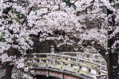 Sakura kiraz çiçeği Asukayama parkında çiçek açmış.
