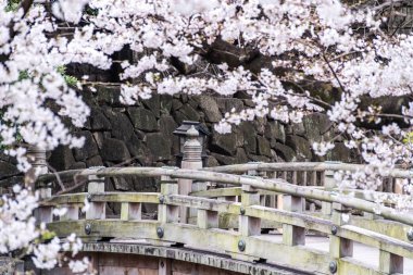 Sakura kiraz çiçeği Asukayama parkında çiçek açmış.