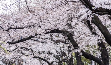 Sakura kiraz çiçeği Asukayama parkında çiçek açmış.