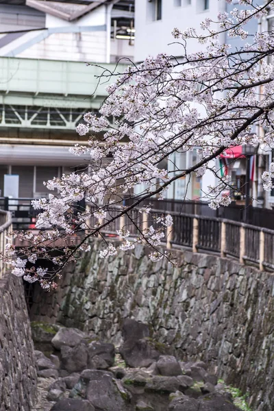 Sakura kers bloesem vol bloei bij Asukayama park — Stockfoto