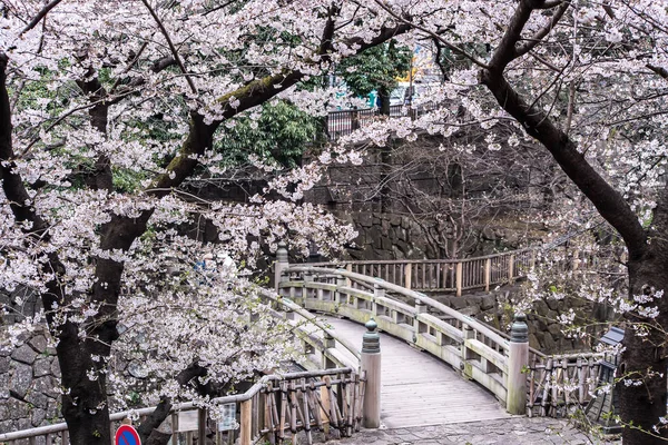 Sakura kers bloesem vol bloei bij Asukayama park — Stockfoto