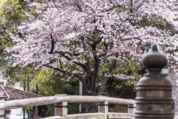 Sakura kers bloesem vol bloei bij Asukayama park — Stockfoto