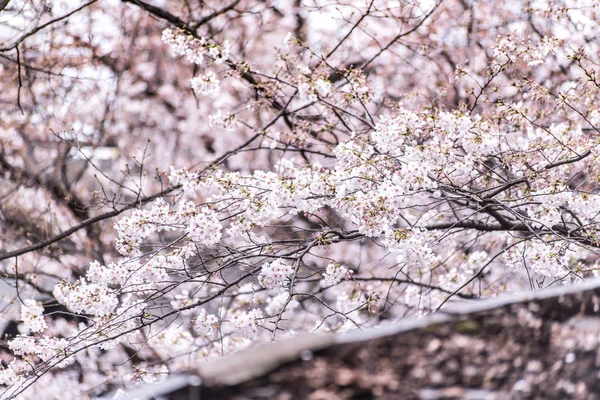 Sakura flor de cerezo plena floración en el parque Asukayama —  Fotos de Stock