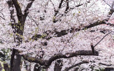 Sakura kiraz çiçeği Asukayama parkında çiçek açmış.