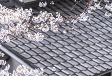 Sakura kiraz çiçeği Asukayama parkında çiçek açmış.