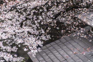 Sakura kiraz çiçeği Asukayama parkında çiçek açmış.