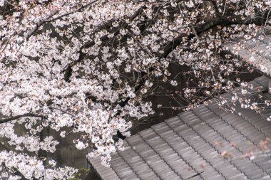 Sakura kiraz çiçeği Asukayama parkında çiçek açmış.