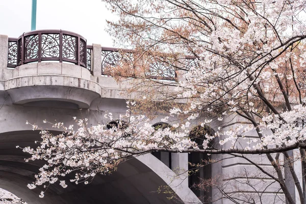 Цвіт сакури в парку Асукаяма. — стокове фото