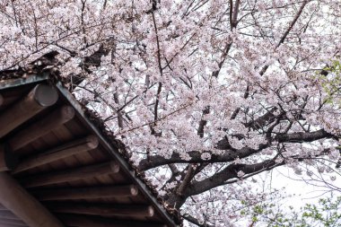 Sakura kiraz çiçeği Asukayama parkında çiçek açmış.