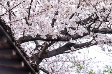Sakura kiraz çiçeği Asukayama parkında çiçek açmış.