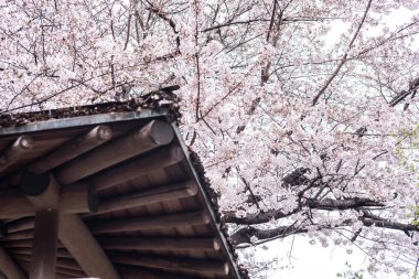 Sakura kiraz çiçeği Asukayama parkında çiçek açmış.