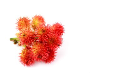 Hint yağı bitkiler beyaz arka plan üzerinde