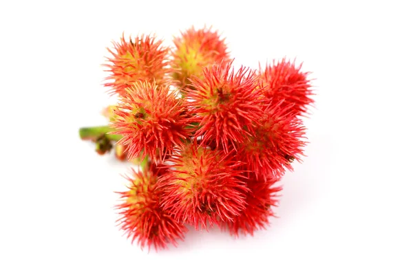 Hint yağı bitkileri 