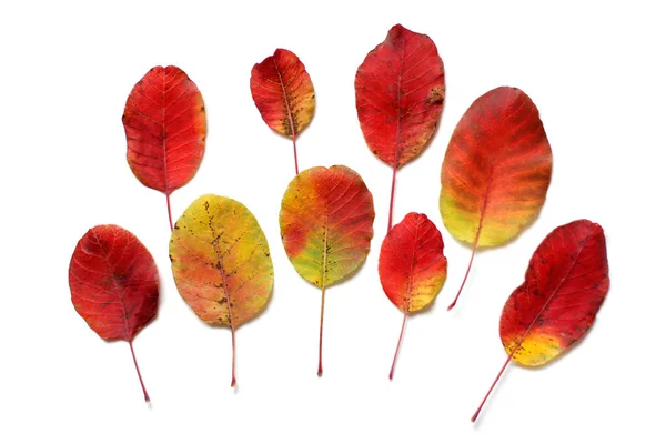 Feuilles d'automne rouges — Photo