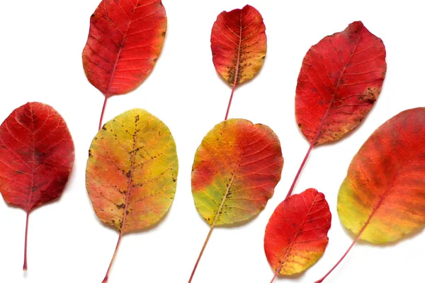 Folhas de outono vermelho uso para fundo — Fotografia de Stock