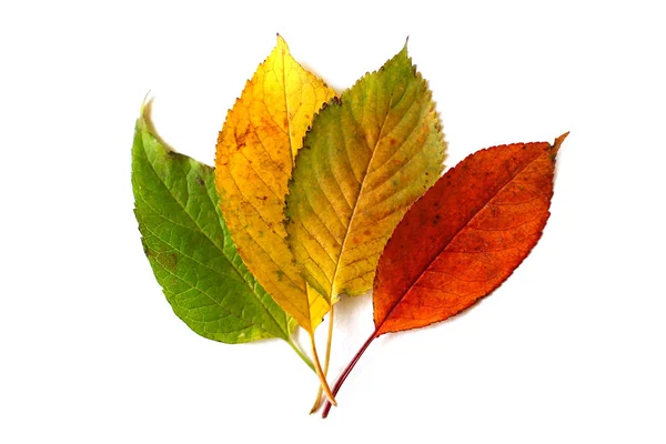 Multicolored autumn leaves — Stock Photo, Image