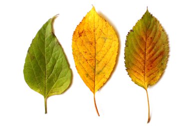 Sonbahar Yaprakları Beyazda İzole Edildi 