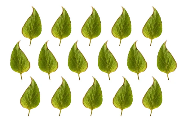 Використовувати зелене листя як фон — стокове фото