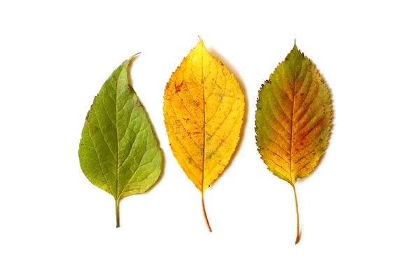 Feuilles d'automne isolées sur blanc — Photo