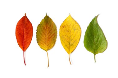 Renkli sonbahar yaprakları