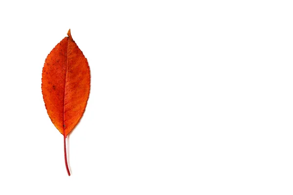 Feuille rouge isolée sur fond blanc — Photo