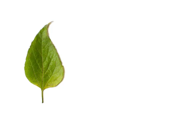 Feuille verte isolée sur fond blanc — Photo