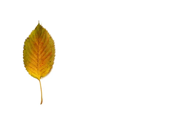 Folha de outono isolado no fundo branco — Fotografia de Stock